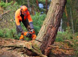 Reliable Baker City, OR Tree Services Solutions
