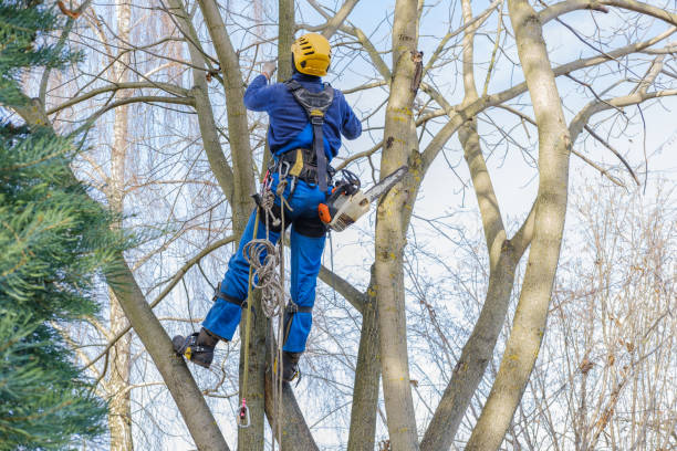 Best Tree Trimming and Pruning  in Baker City, OR