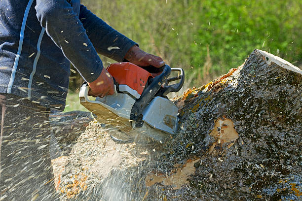 Best Stump Grinding and Removal  in Baker City, OR